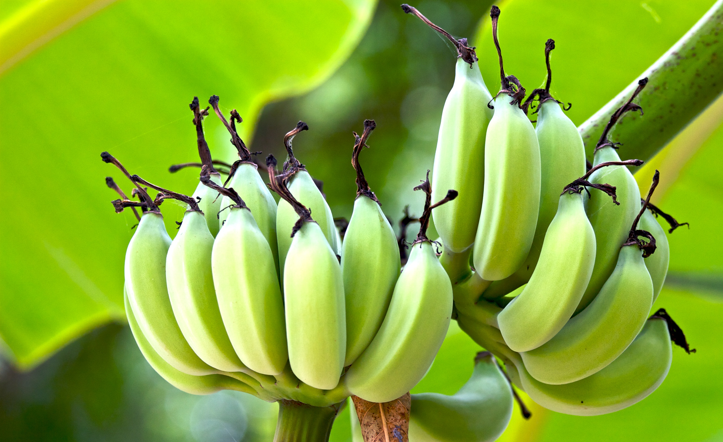 biomassa-de-banana-verde